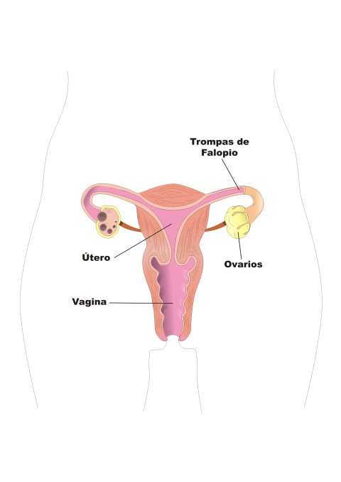  Aparato reproductor femenino (frontal) Ilustrador: José Alberto Bermúdez