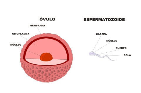  Células reproductoras humanas Ilustrador: José Alberto Bermúdez